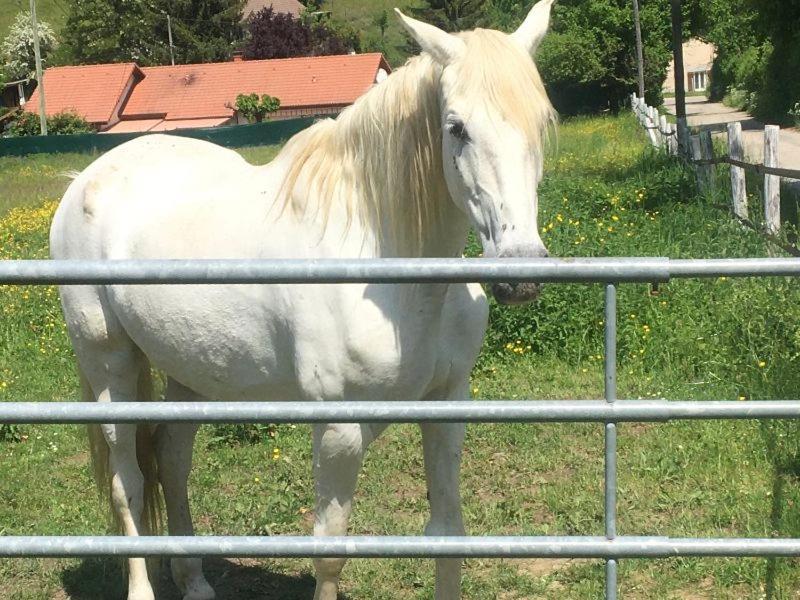 My Little Sweet Colombe (Isere)